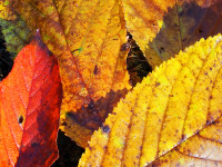 /album/foto-fiorella/16r-jpg/